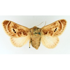 /filer/webapps/moths/media/images/M/melanosticta_Ctenolita_AF_TMSA.jpg