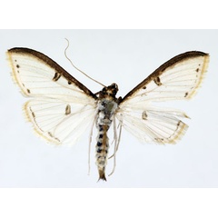 /filer/webapps/moths/media/images/M/metallata_Palpita_AM_ISEA.jpg