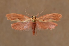 Coptoproctis languida