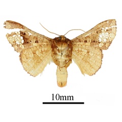 /filer/webapps/moths/media/images/G/guttistigma_Mystina_AM_ANHRTb.JPG