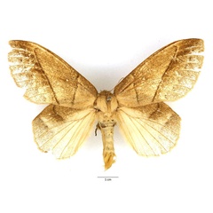 /filer/webapps/moths/media/images/G/grisea_Philotherma_AF_Basquin_02.jpg