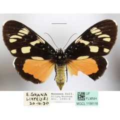 /filer/webapps/moths/media/images/L/longipennis_Heraclia_AF_MGCLa_02.JPG