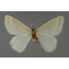 /filer/webapps/moths/media/images/W/wiedenorum_Mixocera_HT_ZSM_02.jpg