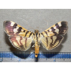 /filer/webapps/moths/media/images/B/butlerii_Syllepte_A_Goff_01.jpg