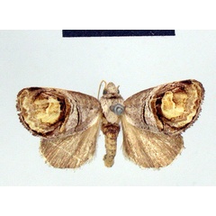 /filer/webapps/moths/media/images/A/antemedialis_Cyclopera_HT_ZMHB.jpg