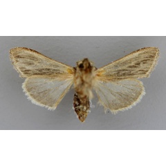 /filer/webapps/moths/media/images/S/syrtana_Cucullia_A_RMCA_02.jpg