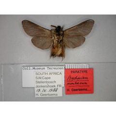 /filer/webapps/moths/media/images/M/montanum_Psycharium_PT_RMCA_02.jpg