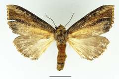 Antheua atrata