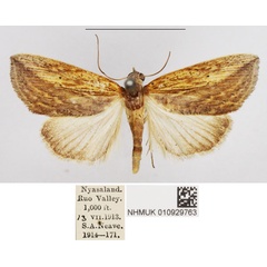 /filer/webapps/moths/media/images/E/endoglauca_Arcyophora_AF_NHMUK.jpg