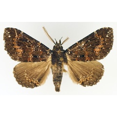 /filer/webapps/moths/media/images/S/semifimbria_Facidina_AM_TMSA_02.jpg