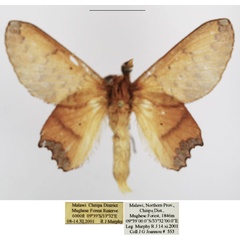 /filer/webapps/moths/media/images/D/dannfelti_Opisthodontia_AM_TMSA_02.jpg