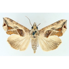 /filer/webapps/moths/media/images/E/emarginata_Oraesia_AF_TMSA_01.jpg