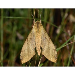 /filer/webapps/moths/media/images/P/piabilis_Platysphinx_AM_Schmit.jpg