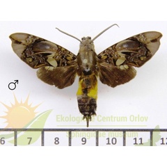 /filer/webapps/moths/media/images/I/insignis_Hypaedalea_AM_SMCR_01.jpg
