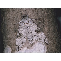 /filer/webapps/moths/media/images/N/natalensis_Macropoliana_A_Roland_01.jpg