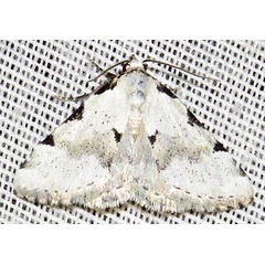 /filer/webapps/moths/media/images/G/goateri_Tegiapa_A_Braun_04.jpg