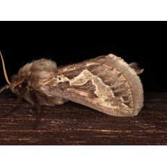 /filer/webapps/moths/media/images/A/ammon_Eudalaca_A_Roland_01.jpg