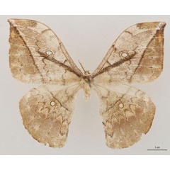 /filer/webapps/moths/media/images/N/noellae_Pselaphia_AT_RBINS_01.jpg