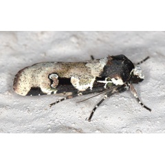 /filer/webapps/moths/media/images/A/albifrons_Mentaxya_A_Heyns_01.jpg