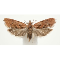 /filer/webapps/moths/media/images/P/phoeniodes_Paraeccopsis_A_BMNH.jpg