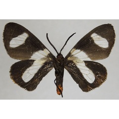 /filer/webapps/moths/media/images/T/trifasciata_Pitthea_AF_ZSMb.jpg