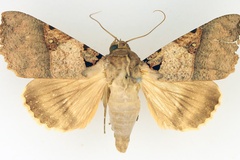 Serrodes korana