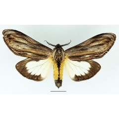 /filer/webapps/moths/media/images/I/ingens_Amyops_AM_Basquin_01.jpg