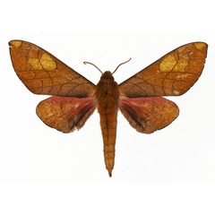 /filer/webapps/moths/media/images/A/amabilis_Afrosphinx_AM_Basquin_01.jpg