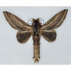 /filer/webapps/moths/media/images/I/imitans_Grellada_AM_Ihle_01.jpg