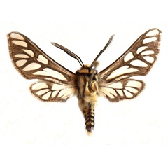 /filer/webapps/moths/media/images/M/montana_Thyretes_NT_Stroehle.jpg