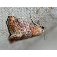 /filer/webapps/moths/media/images/B/baccalix_Eublemma_A_Voaden.jpg