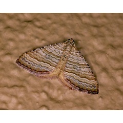 /filer/webapps/moths/media/images/P/pudicata_Mimoclystia_A_Roland_01_QMiojYn.jpg