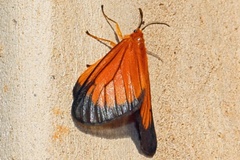 Staphylinochrous euryperalis