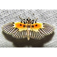 /filer/webapps/moths/media/images/R/radiata_Nevrina_A_Bergsma.jpg