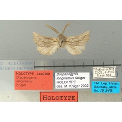 /filer/webapps/moths/media/images/L/longiramus_Drepanogynis_HT_TMSA.jpg