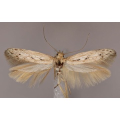 /filer/webapps/moths/media/images/K/karoocola_Haploscythris_PTM_ZMUH_02.jpg