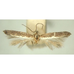 /filer/webapps/moths/media/images/M/mimetis_Pareclectis_PT_TMSA5965.jpg