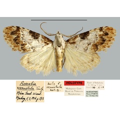 /filer/webapps/moths/media/images/V/venustula_Roeselia_HT_MNHN.jpg