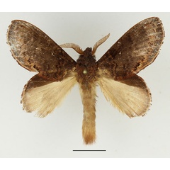 /filer/webapps/moths/media/images/S/schultzei_Mallocampa_AM_Basquin_01.jpg