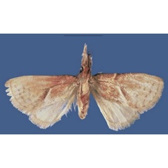 /filer/webapps/moths/media/images/C/carolae_Lukeniana_HT_ZFMK.jpg