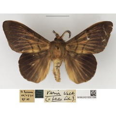 /filer/webapps/moths/media/images/H/heres_Lechriolepis_AM_NHMUK_01.jpg