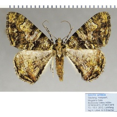 /filer/webapps/moths/media/images/P/prasinaria_Xylopteryx_AM_ZSM.jpg