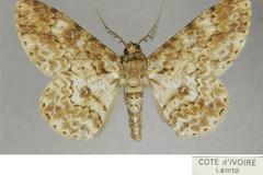 Cleora radula leptopasta