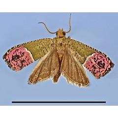 /filer/webapps/moths/media/images/G/gabonana_Prophaecasia_HT_MRSN.jpg