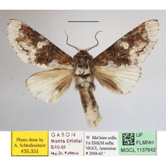 /filer/webapps/moths/media/images/M/margarethae_Deriddera_A_MGCLa_01.JPG