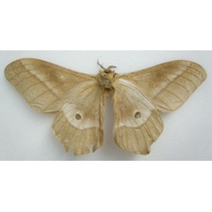 /filer/webapps/moths/media/images/F/forda_Saturnia_STM_NHMUKb.jpg