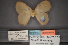 Stenoglene latimaculata