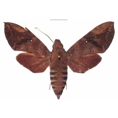 /filer/webapps/moths/media/images/M/monostigma_Nephele_AF_EMEM.jpg