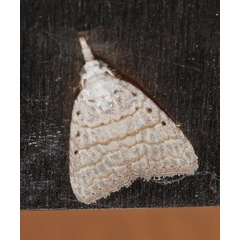 /filer/webapps/moths/media/images/A/argyrolepis_Meganola_A_Roland_17.jpg