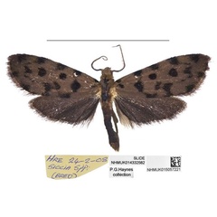 /filer/webapps/moths/media/images/H/haynesi_Siccia_HT_NHMUK.jpg